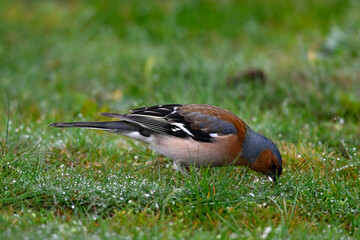 Common chaffinch // Buchfink (Fringilla coelebs) 