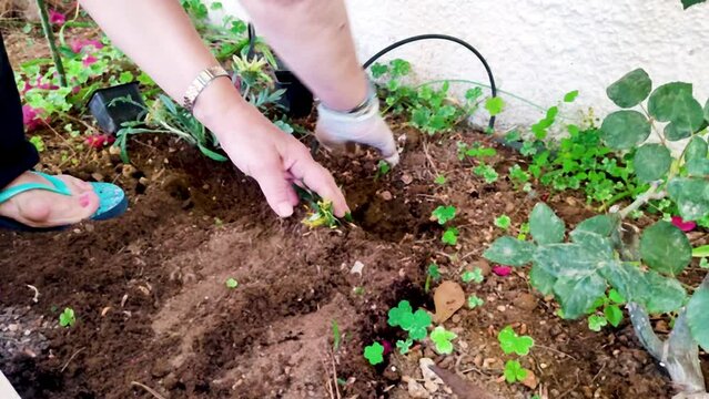 Gardening Activities for a Caucasian Woman Who is Planting Flowers in Soil on a Flower Bed. Female Gardener Wears Glove and  Covers the Roots with Soil. 