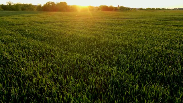 Young green wheat sprouts on field at sunset. Work in agronomic farm and production organic eco bio food