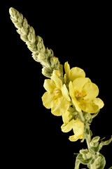 Flowers and leaves of verbascum on black background - 615819058