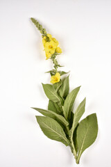 Flowers and leaves of verbascum on white background - 615819064