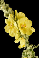 Flowers and leaves of verbascum on black background