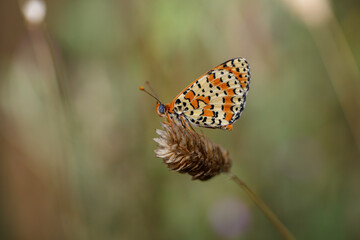 Bir çiçek üzerine tünemiş Spotted Fritillary