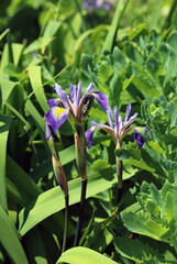 Blue flag iris blooms among foliage, Somerset, England
