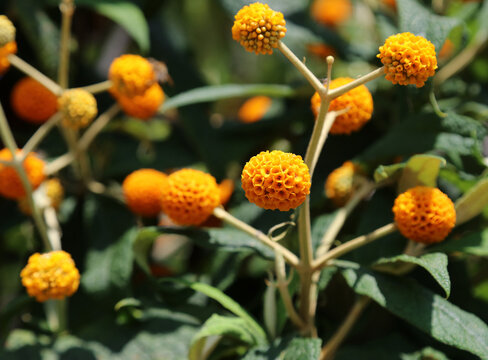 Macro image of Orange ball tree blooms, Somerset, England
