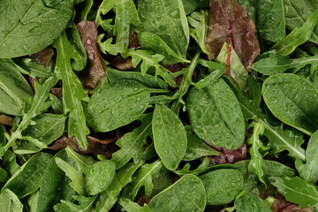 Green vegetarian salad with arugula, spinach 