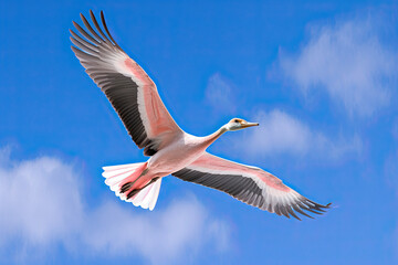 Obraz premium a bird that is flying in the air with its wings spread out and it's head to the ground