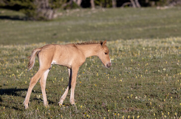 Fototapeta premium Cute Wild Horse Foal in the Pryor Mountains Montana in Summer