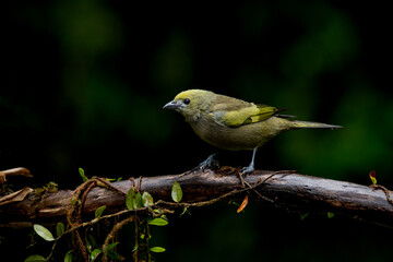 Green jean bird. The palm tanager (Thraupis palmarum) in Atlantic Forest, Brazil.