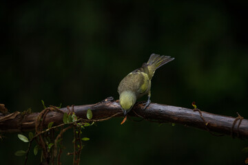 Green jean bird. The palm tanager (Thraupis palmarum) in Atlantic Forest, Brazil.