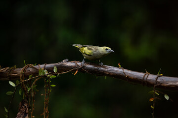 Green jean bird. The palm tanager (Thraupis palmarum) in Atlantic Forest, Brazil.