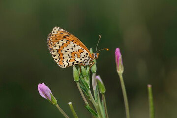 Spotted Fritillary perched on a flower