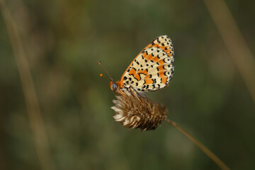 Spotted Fritillary perched on a flower