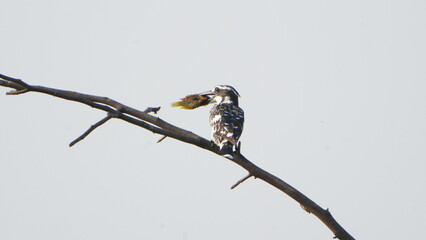 pied kingfisher having fish in it's beak