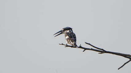 solo pied kingfisher on the tree branch 