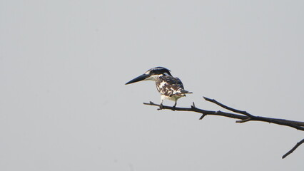solo pied kingfisher on the tree branch 