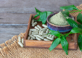 Andrographis paniculata capsules herbal