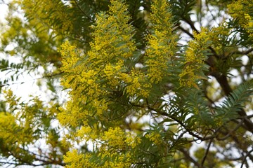 The view of Mimosa Tree.