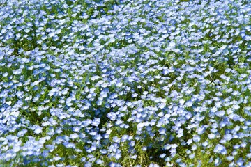 Nemophila field at Hitachi Seaside Park