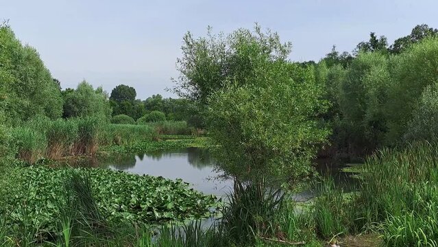 Panoramic view immersed in the greenery of a small lake. Pond in Lombardy Italy.