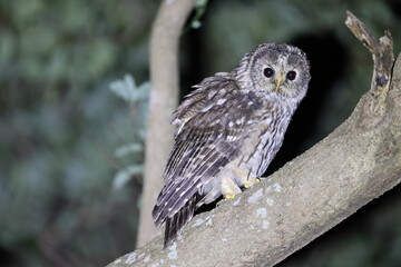Ural owl (Strix uralensis fuscescens) in Kyushu, Japan