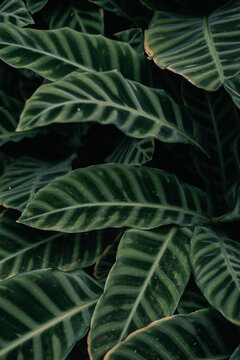 Hojas verdes con nervaduras blancas moody