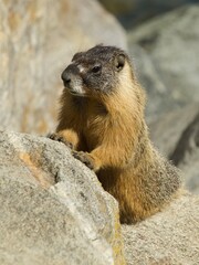 marmot in the mountains