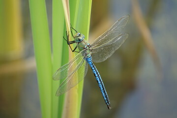 male emperor dragonfly (Anax imperator)