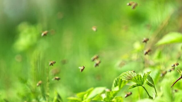 Flying Bees on Meadow, Low Depth of Focus. Filmed on High Speed Cinema Camera, 1000fps. Super Macro Shot. Selective focus, focused on foreground.