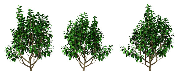 Green tree parrotia persica on transparent background, png plant, 3d render illustration.