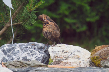 a young blackbird, turdus merula, has bathed in a bird bath at a hot summer day