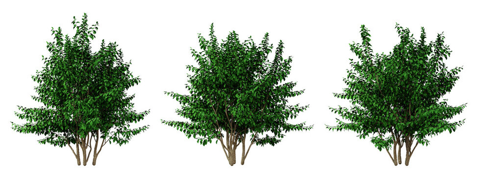 Green tree parrotia persica on transparent background, png plant, 3d render illustration.