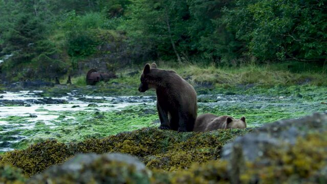 Two brown bears come ashore from the river and walk along its edge. Alaska's wilderness: majestic brown bears, summer rivers and salmon.