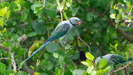 The blue-winged parakeet, also known as the Malabar parakeet (Psittacula columboides)