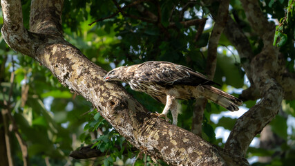 Changeable hawk-eagle (Nisaetus cirrhatus) or crested hawk-eagle
