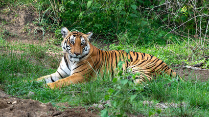 Fototapeta na wymiar Close up of Bengal tiger in the wild.