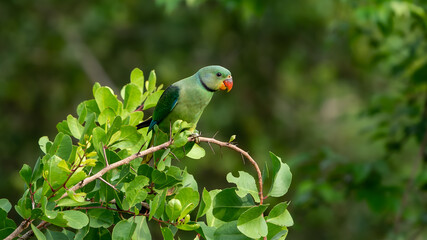The blue-winged parakeet, also known as the Malabar parakeet (Psittacula columboides)