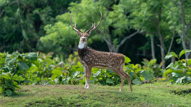 Stag or chital (Axis axis) also known as the spotted deer