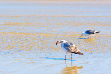 Shoreline Dining: Seagulls Feasting in the Shallow Waters at Low Tide