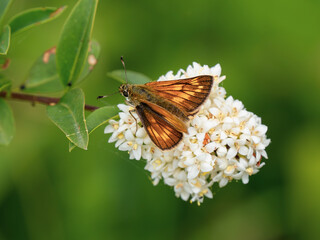 Large Skipper Butterfly on Wild Privit Blossom