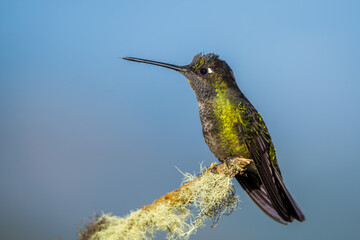 hummingbird on a branch