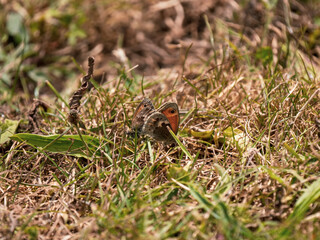 Small Heath Butterflies Mating in Short Grass