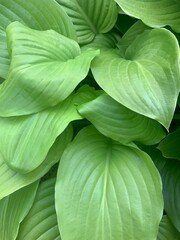 green leaves background