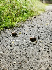 stone path in the garden © Hubert