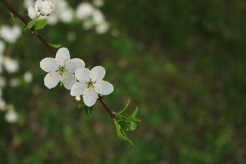 Close-up of two cherry blossoms on the branch