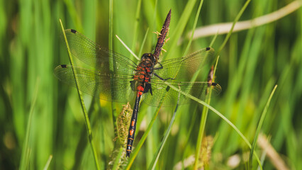 northern white-faced darter in a high moor a nature reserve  at a sunny summer day