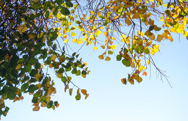 Yellow leaves piled up on the ground