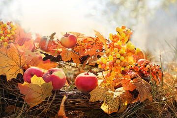autumn decor made of colorful leaves and ripe apples in garden, abstract blurred natural...