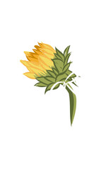 Fototapeta na wymiar Yellow sunflower 