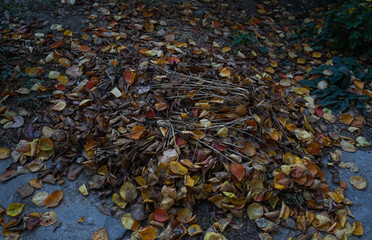 Yellow leaves piled up on the ground